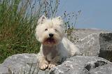 WESTIE 370